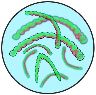 Las bacterias filamentosas