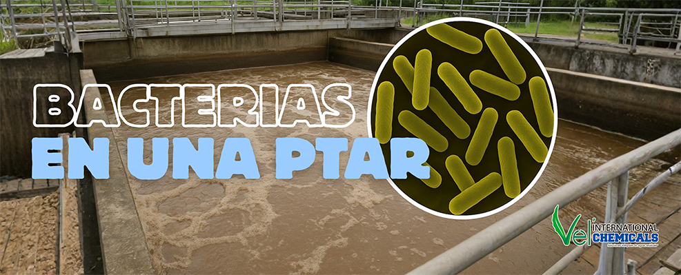 BACTERIAS EN UNA PTAR