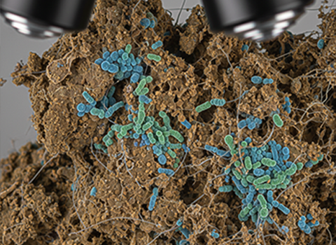 bacterias nitrificantes