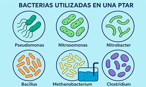 bacterias utlizadas en una ptar